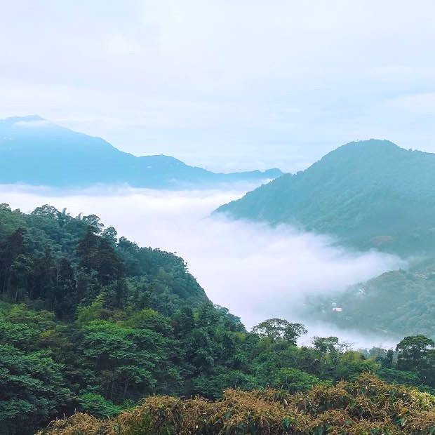 Огненный Цветок с молочным ароматом - Amitea