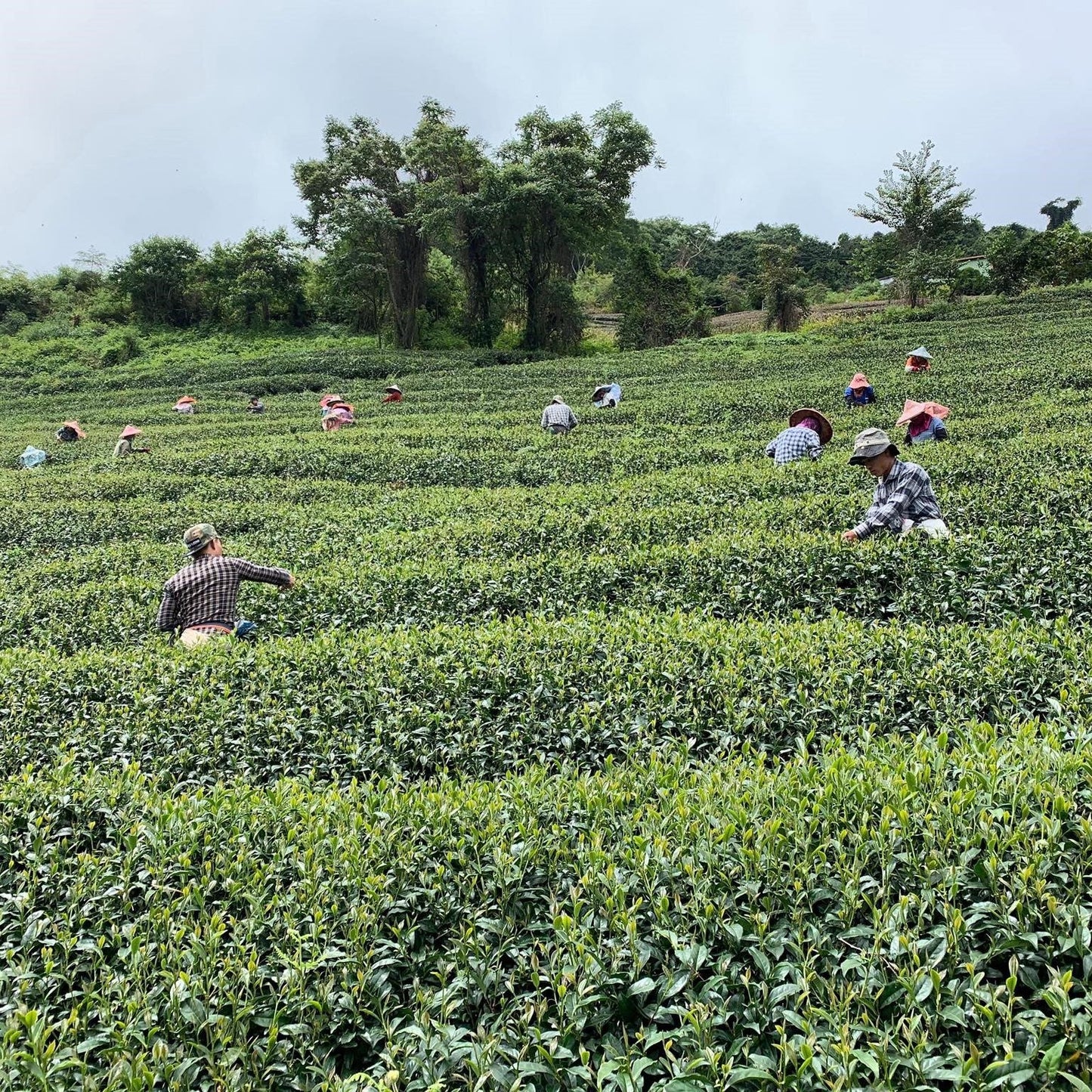 Улун юного сердца из Жэнь Ай - Amitea