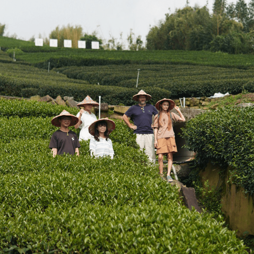 Улун юного сердца с горы Алишань - Amitea