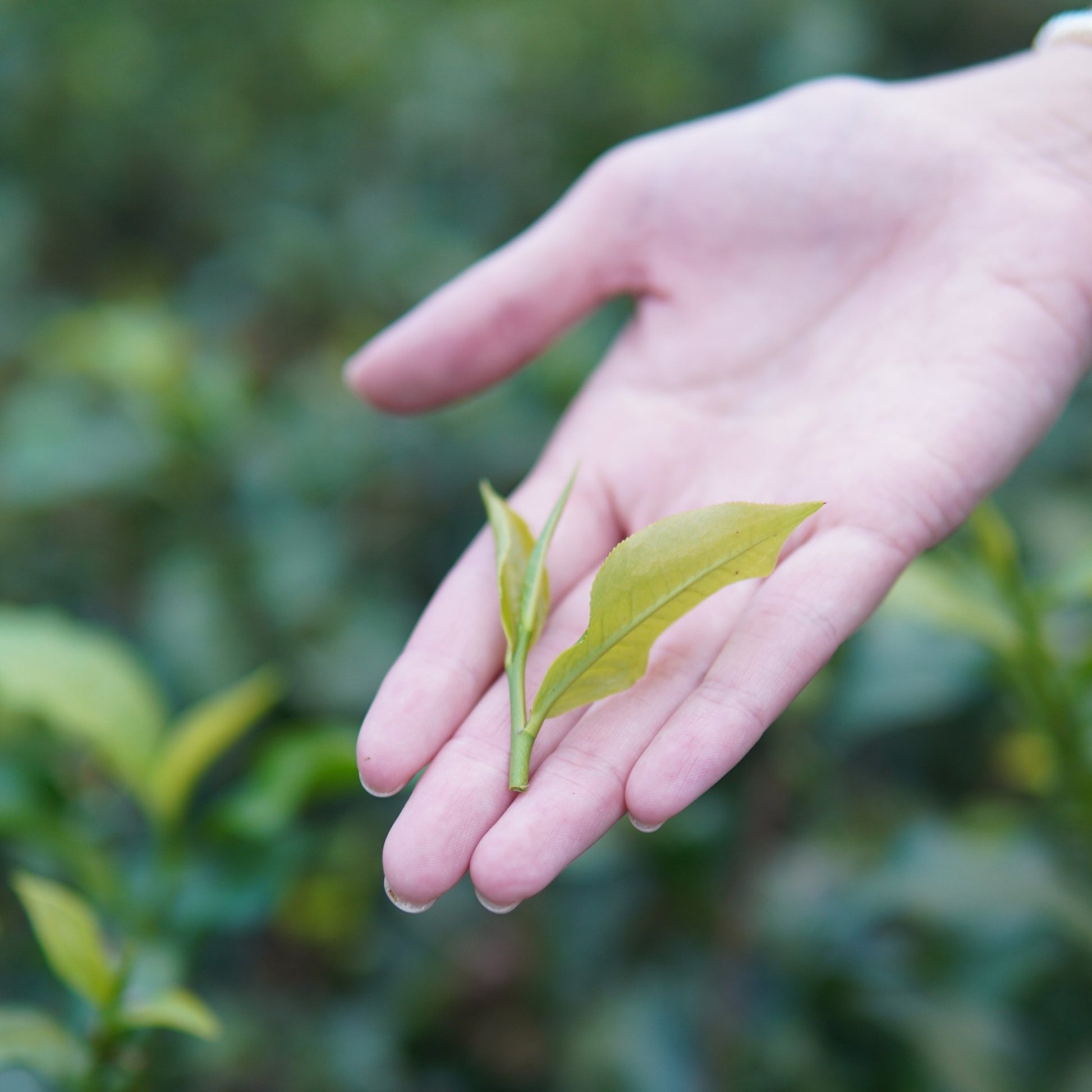 Белый чай "Красная мелодия" с озера Солнца и Луны - Amitea