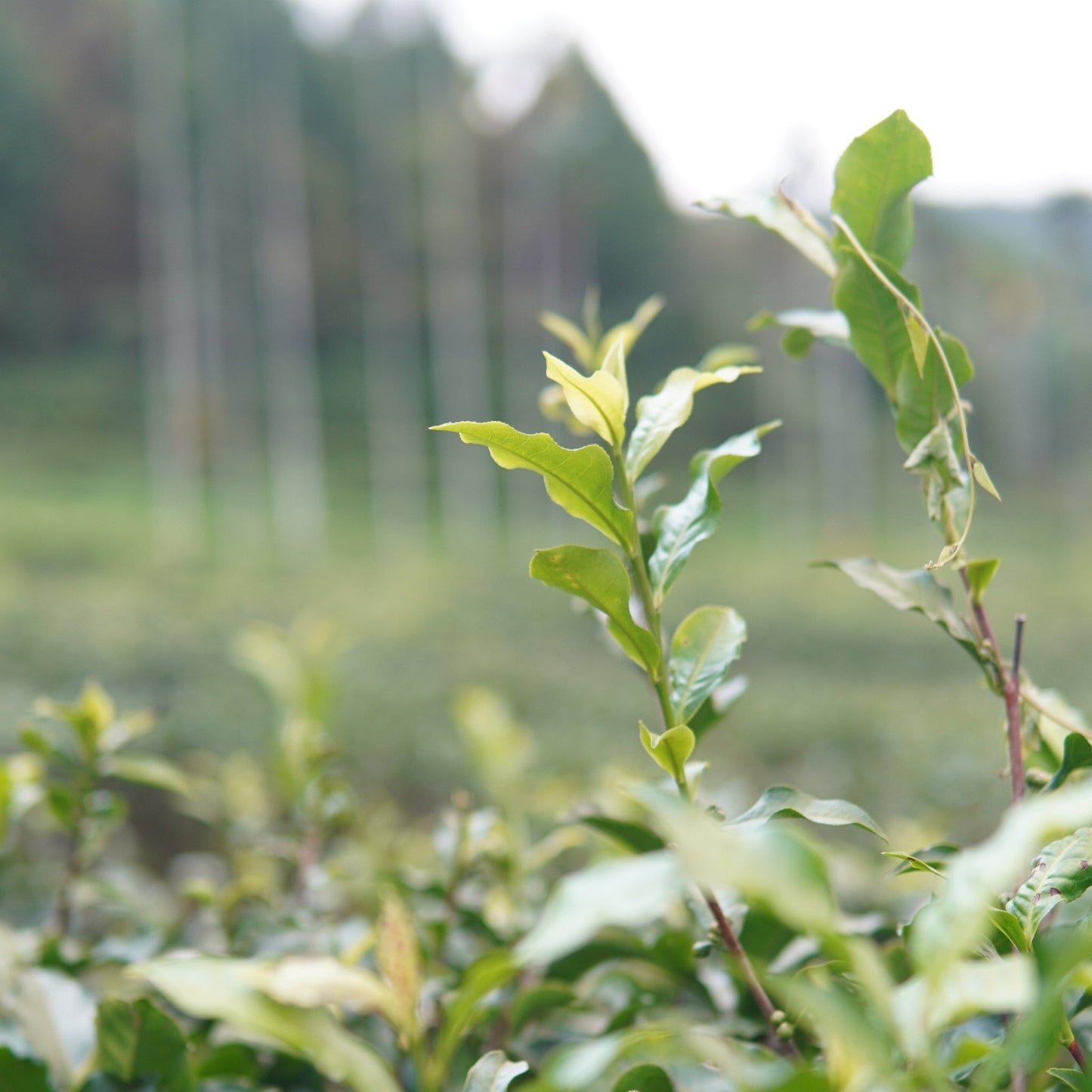 Белый чай "Рубин №18" с озера Солнца и Луны - Amitea