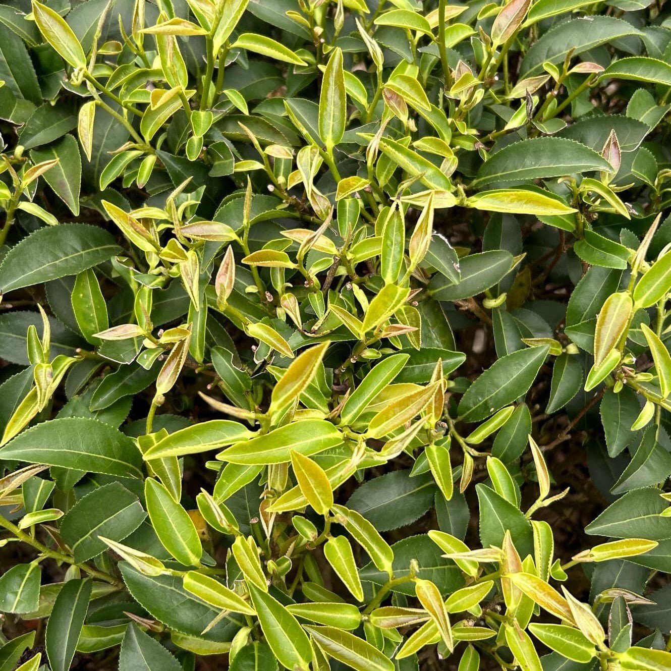 Красный чай из Синьчжу с медовым ароматом - Amitea