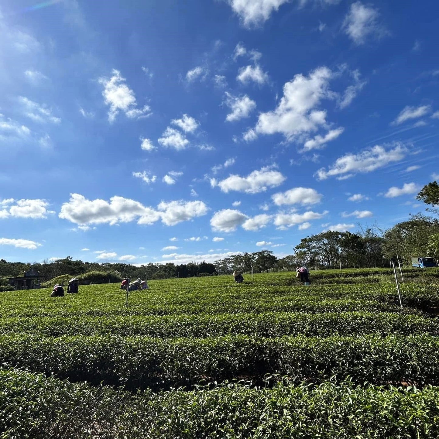Красный чай из Синьчжу с медовым ароматом - Amitea