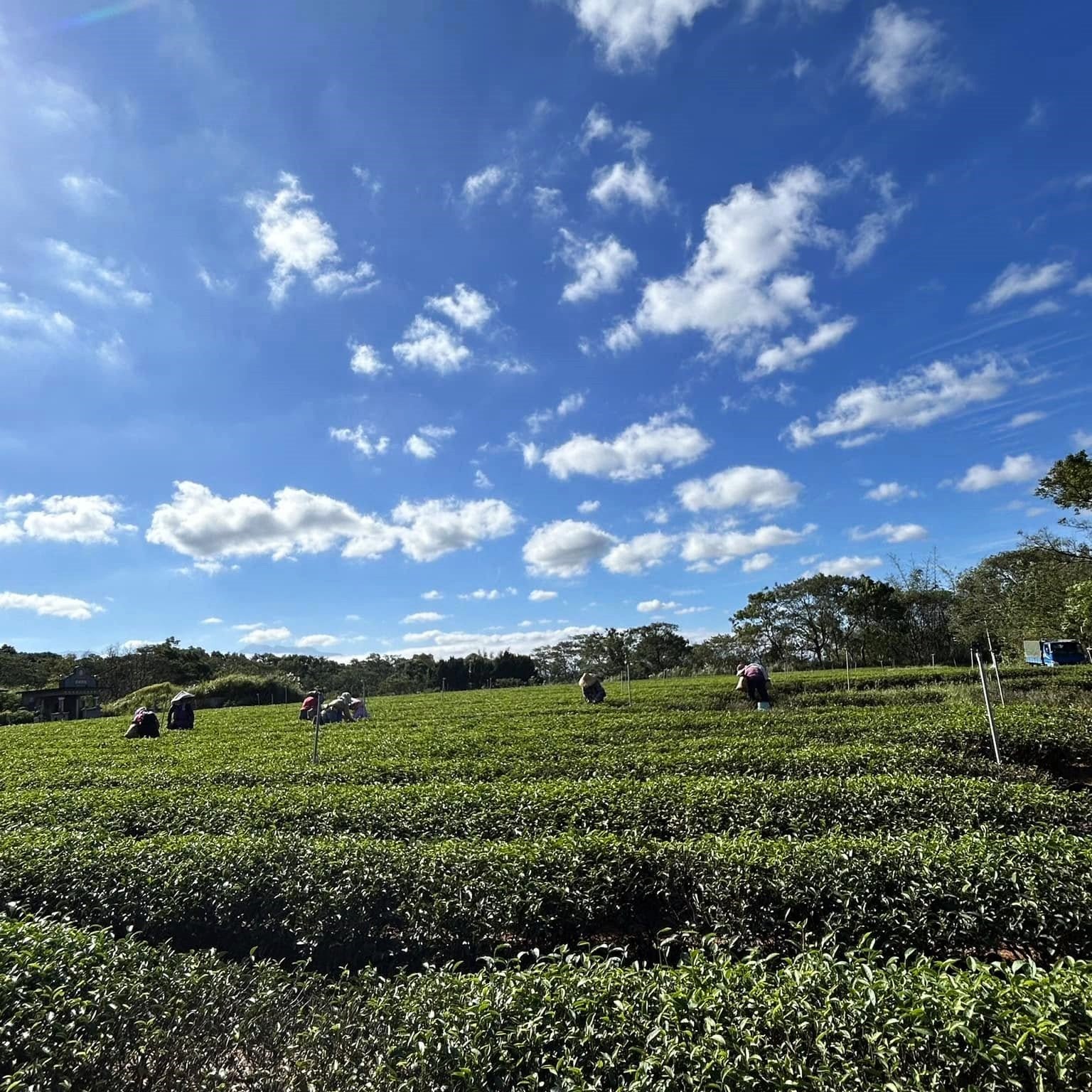 Красный чай из Синьчжу с медовым ароматом - Amitea