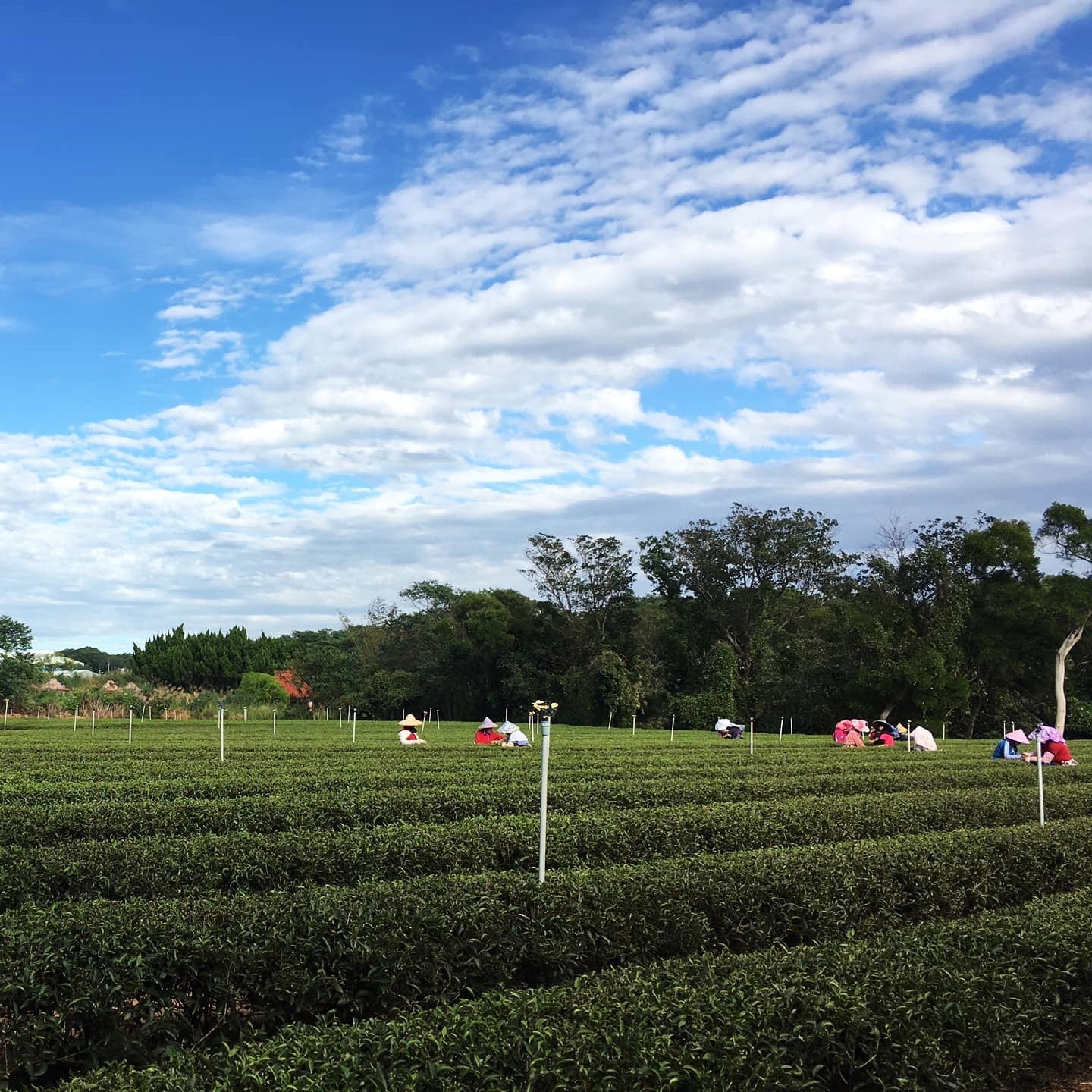 Красный чай из Синьчжу с медовым ароматом - Amitea
