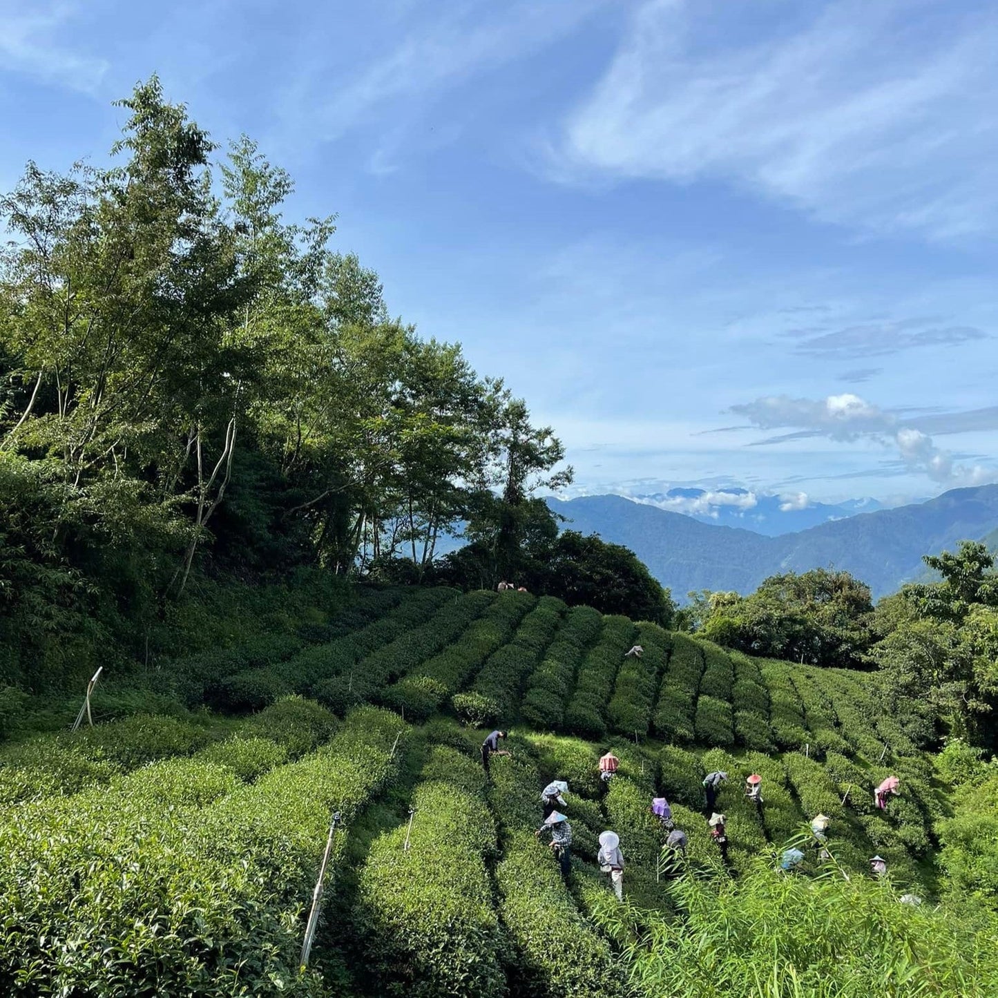 Красный чай юного сердца из Жэнь Ай - Amitea