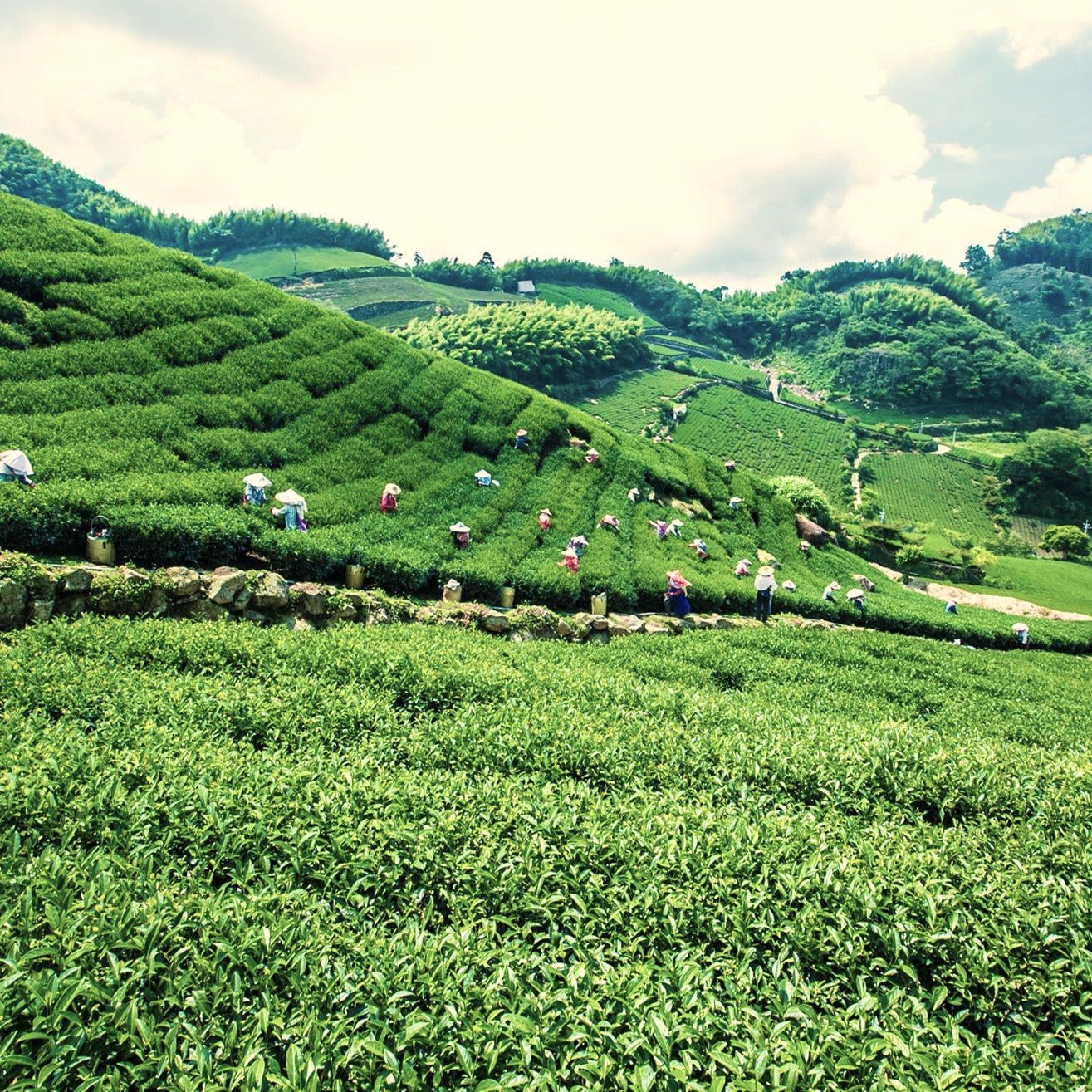 Огненный Цветок с молочным ароматом - Amitea