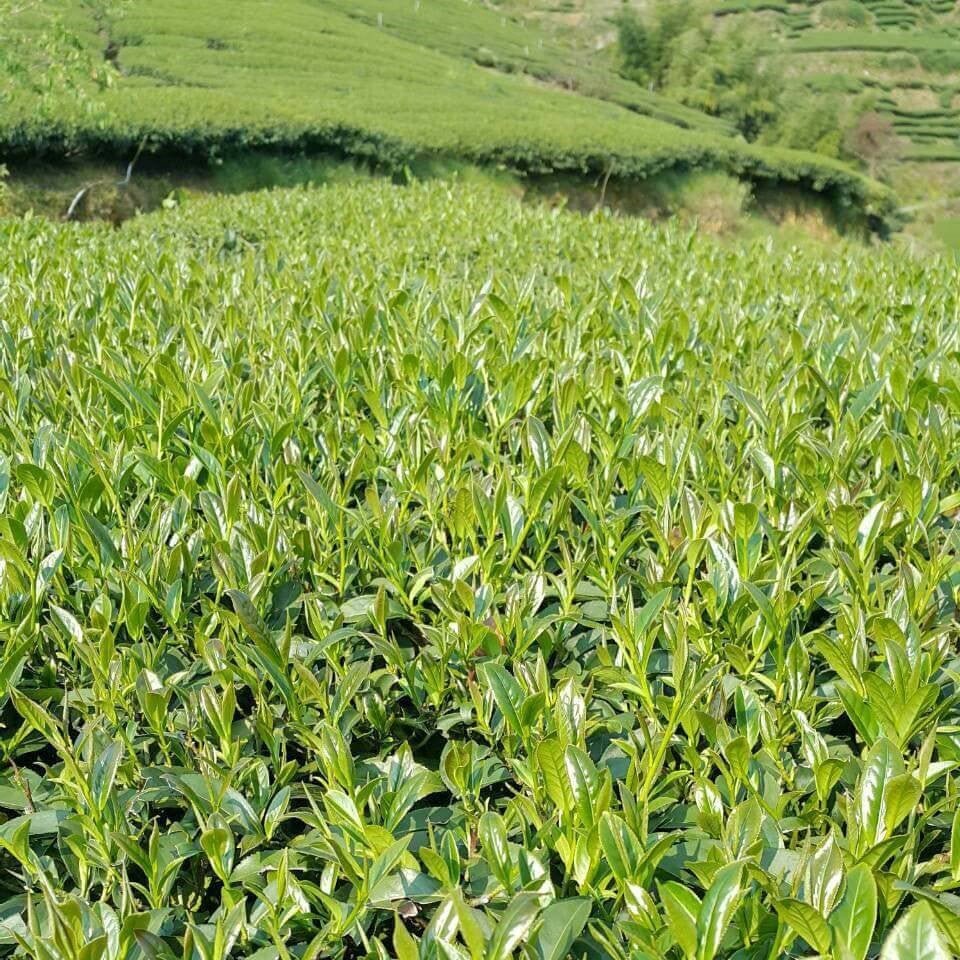 Огненный Цветок с молочным ароматом - Amitea