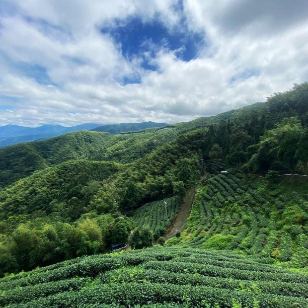 Огненный Цветок с молочным ароматом - Amitea