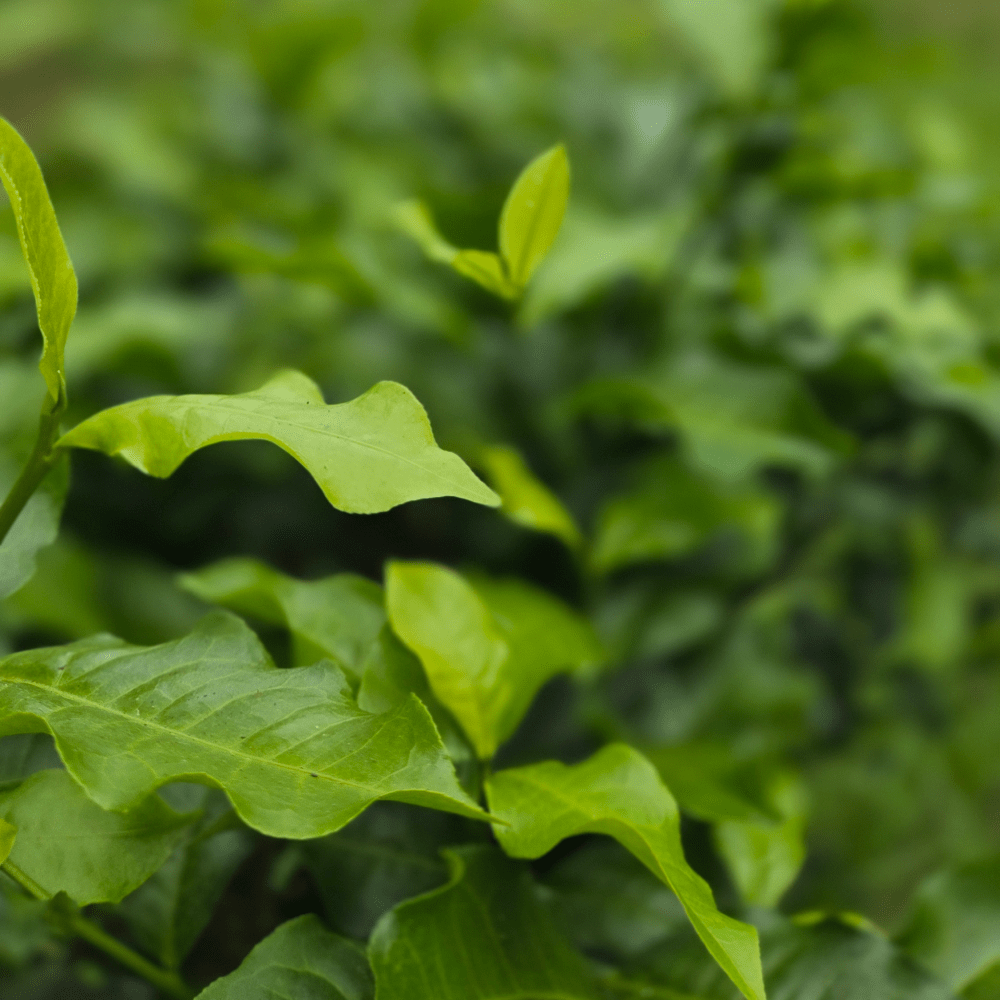 "Рубин №18" с медовым ароматом с озера Солнца и Луны - Amitea