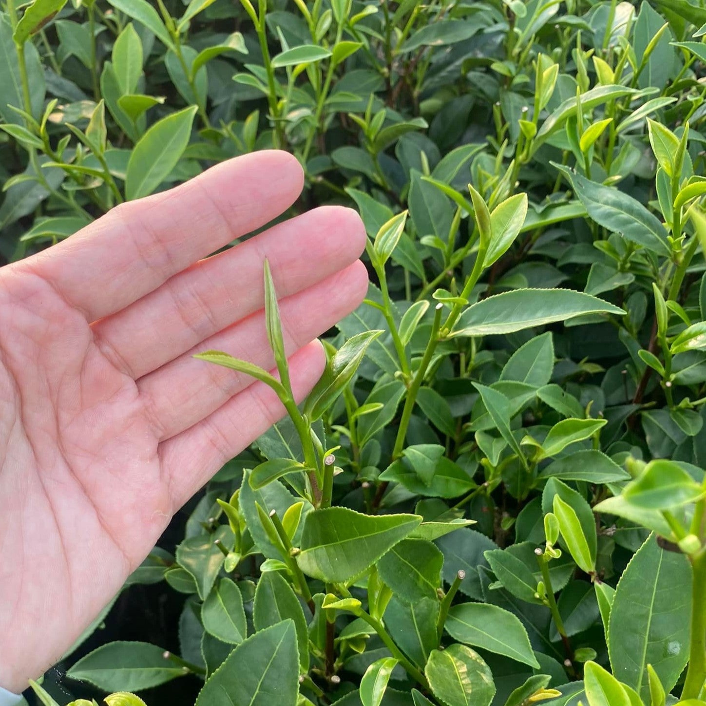 Улун с белым ворсом из чайного сада Динцзя - Amitea