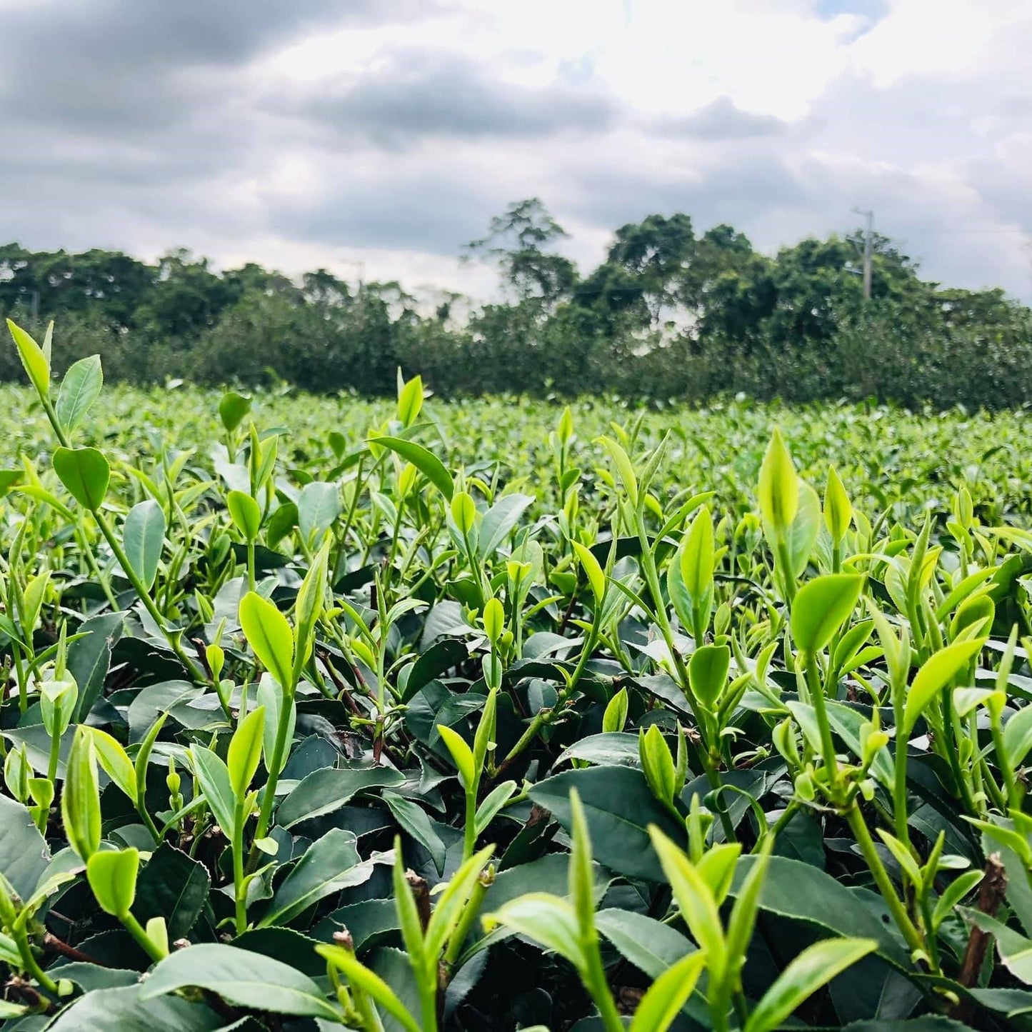 Улун с белым ворсом из чайного сада Динцзя - Amitea