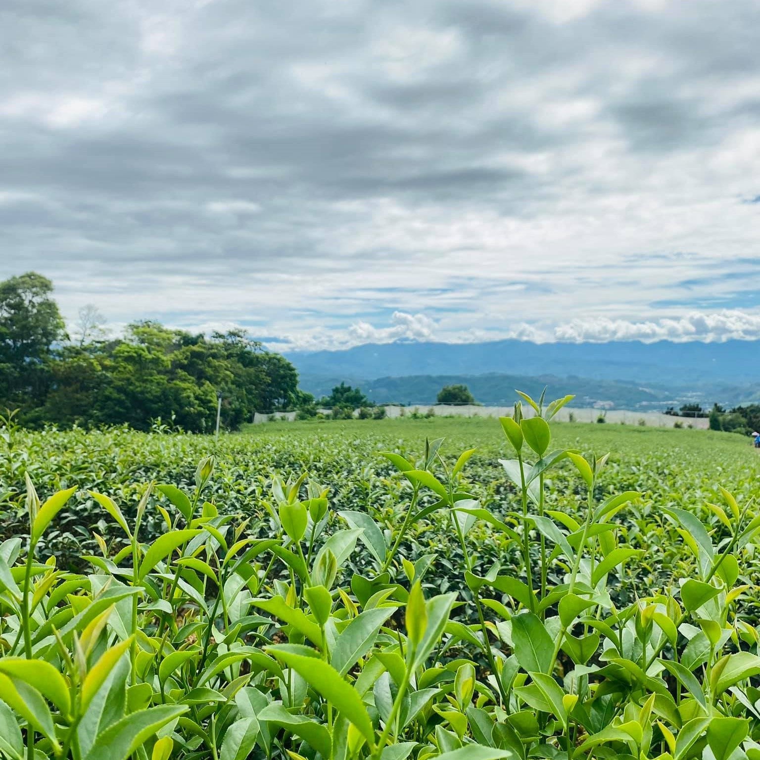 Улун с белым ворсом из чайного сада Динцзя - Amitea