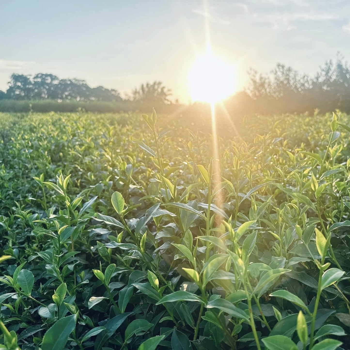 Улун с белым ворсом из чайного сада Динцзя - Amitea