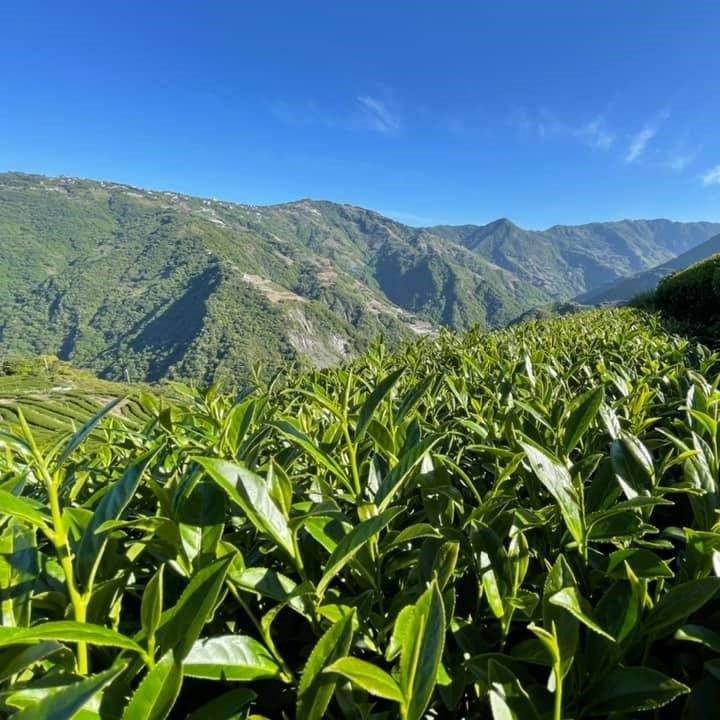 Улун юного сердца из Жэнь Ай - Amitea