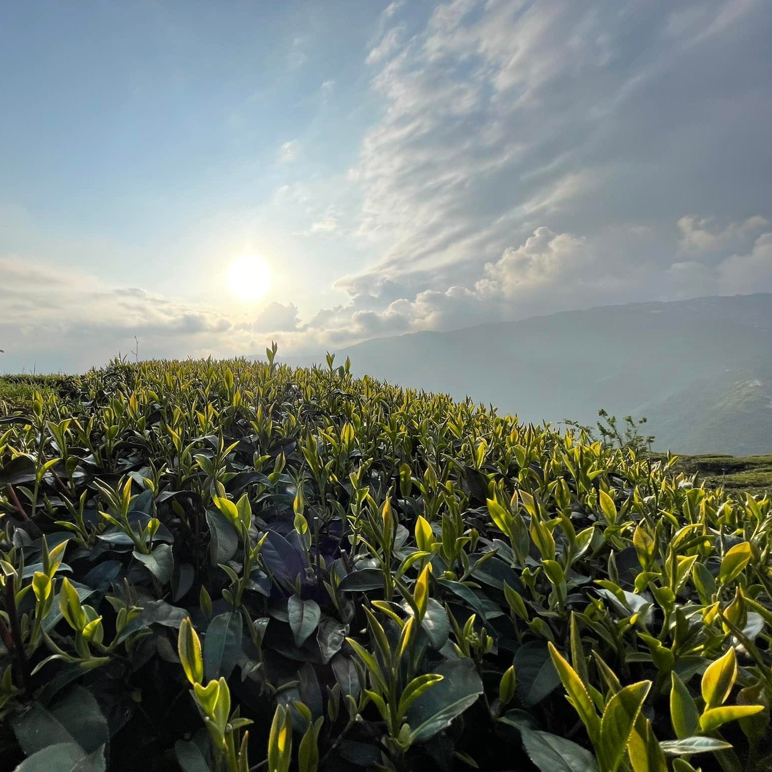 Улун юного сердца из Жэнь Ай - Amitea