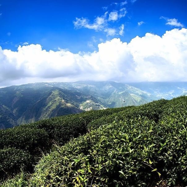 Улун юного сердца из Жэнь Ай - Amitea