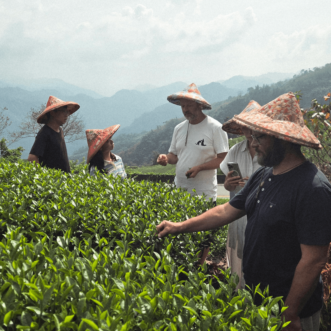 Улун юного сердца с горы Алишань - Amitea