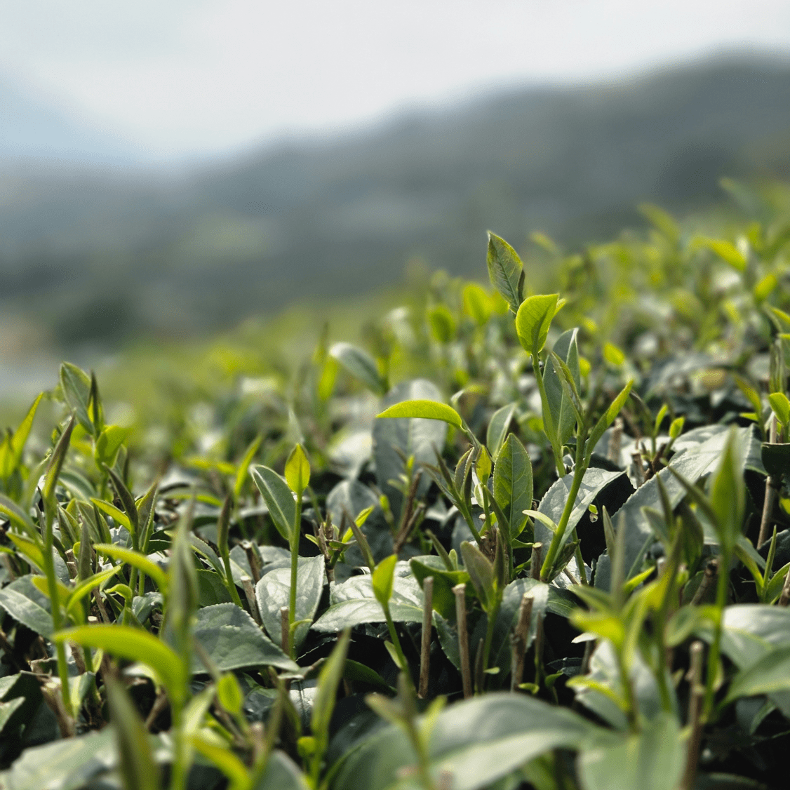 Улун юного сердца с горы Алишань - Amitea