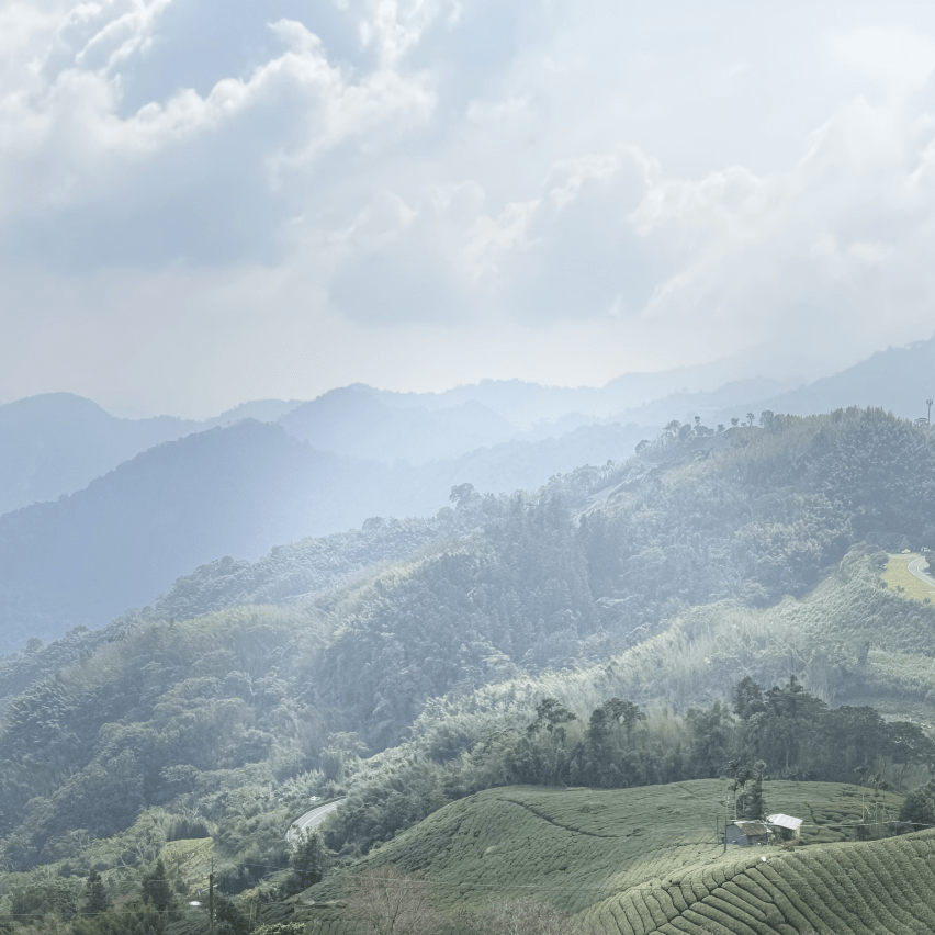 Улун юного сердца с горы Алишань - Amitea