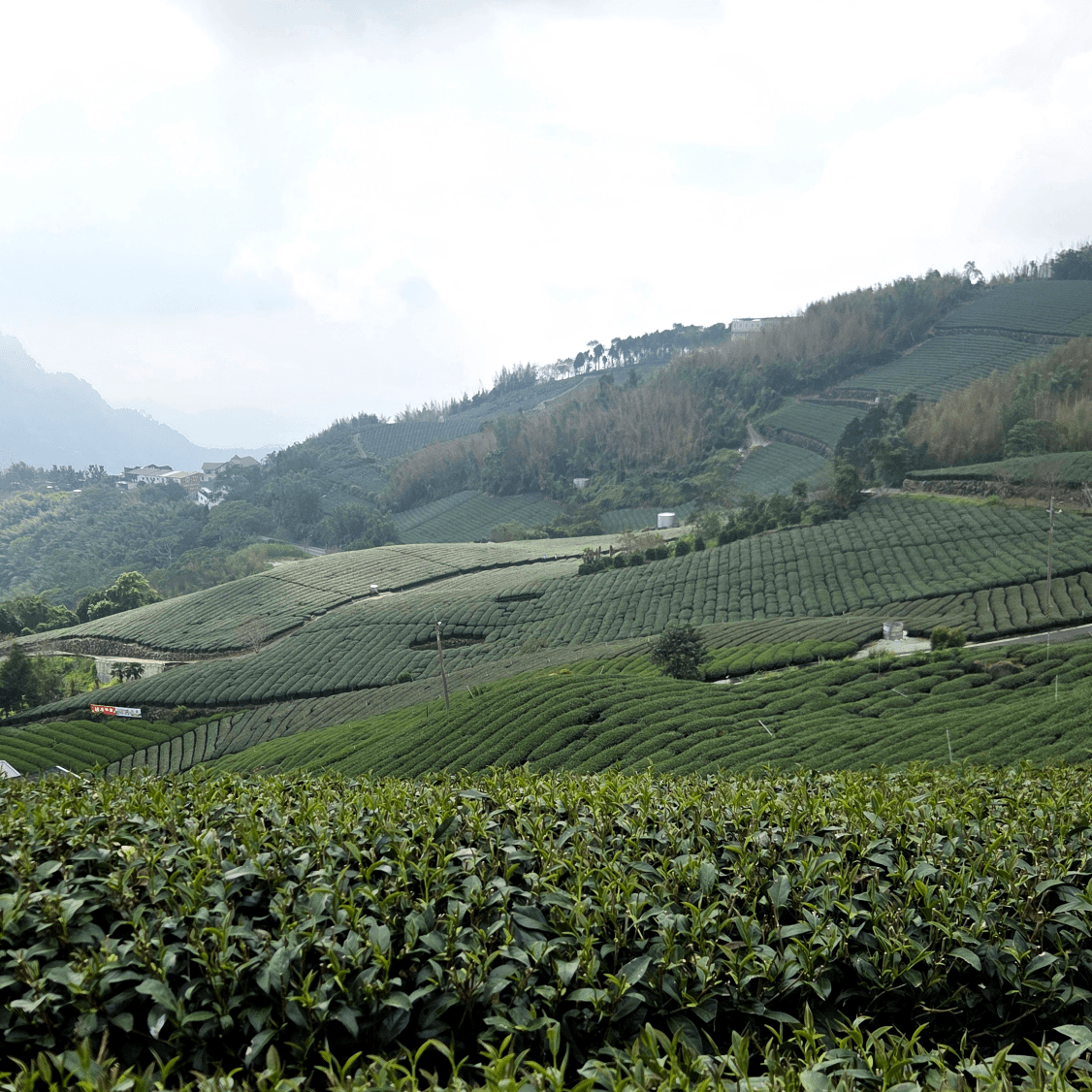 Улун юного сердца с горы Алишань - Amitea